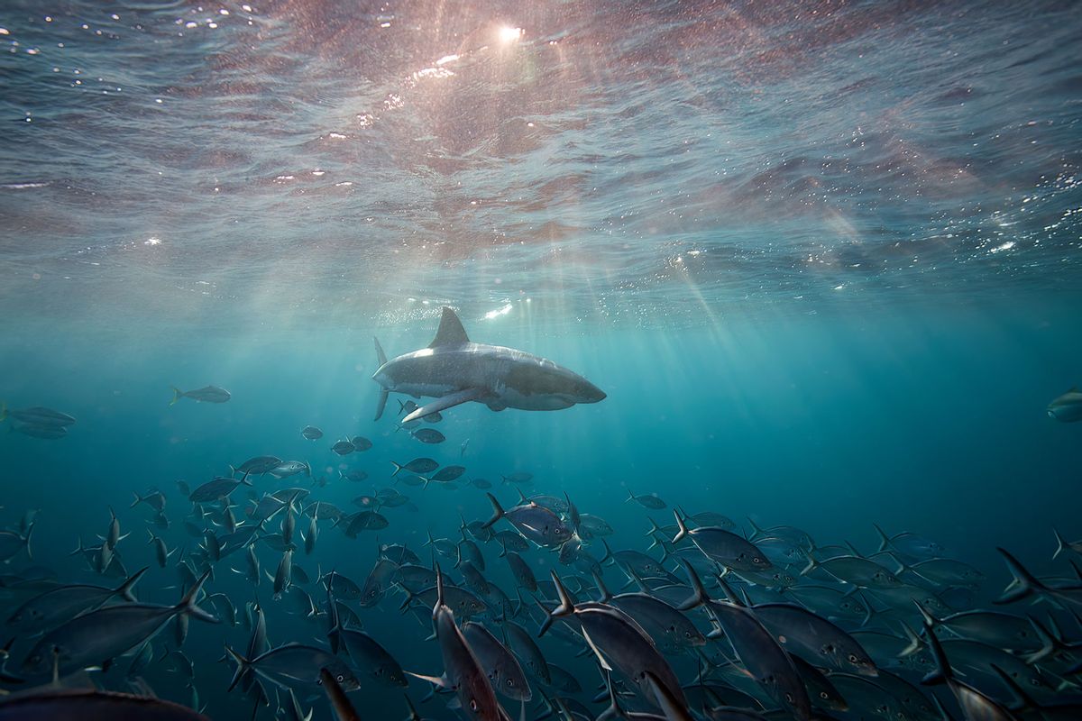 Juvenile Great White Shark swimming near surface underwater (Getty Images/Andrew Thirlwell)