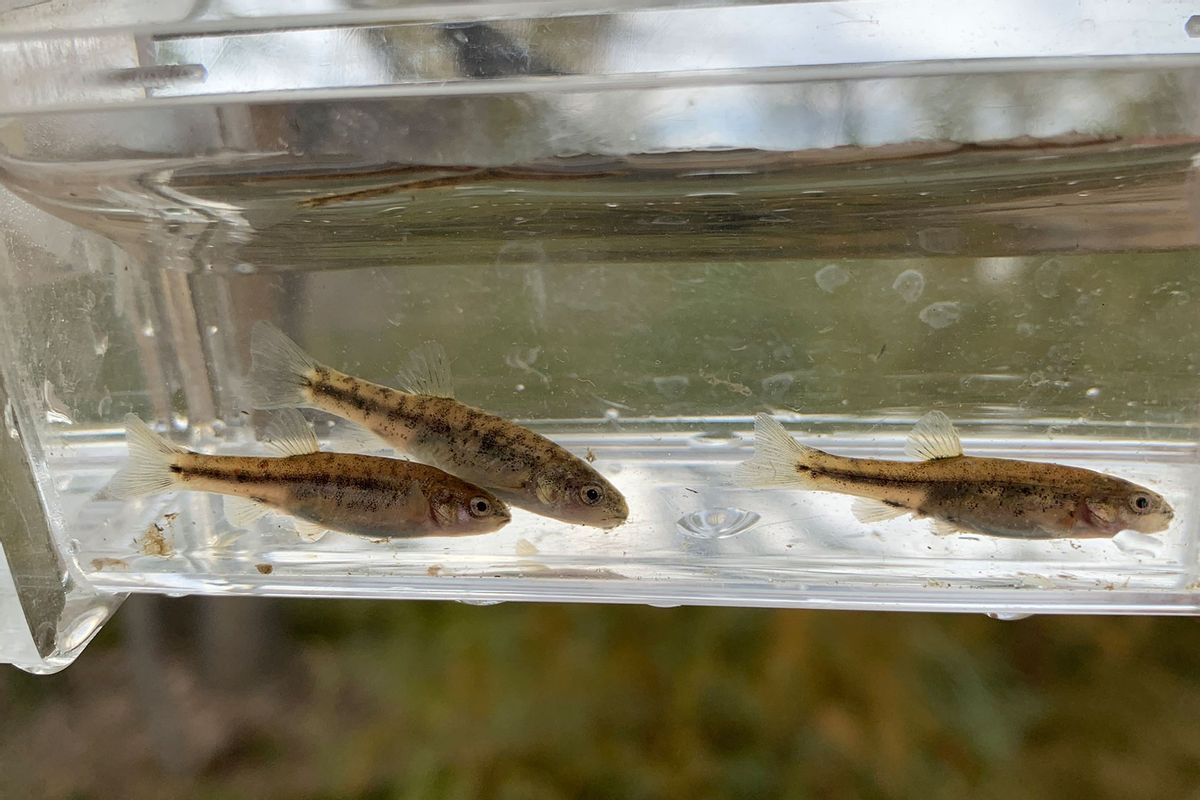 Oasis Valley speckled dace  (Photo by Bureau of Land Management)