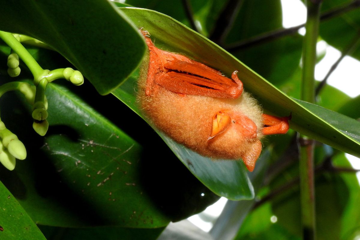 A painted bat (Kerivoula picta) roosting under Rhizophora stylosa leaf. (Wiki Media Commons/Abu Hamas)