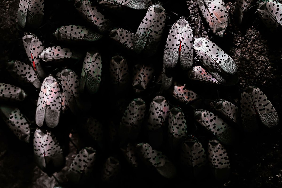 A large group of the invasive lanternfly on a tree of heaven in Pennsylvania, USA. (Getty Images/Michael J Romano)