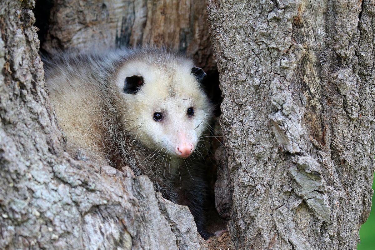 Virginia Opossum (Didelphis virginiana), adult, looking curiously from tree hollow. (Getty Images/Jurgen & Christine Sohns)