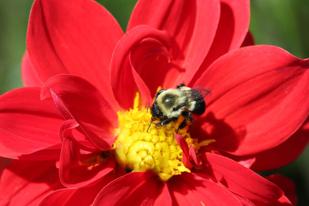 Bumblebee (Bombus) pollinating a flower in Markham, Ontario, Canada, on August 27, 2022. (Creative Touch Imaging Ltd./NurPhoto via Getty Images)