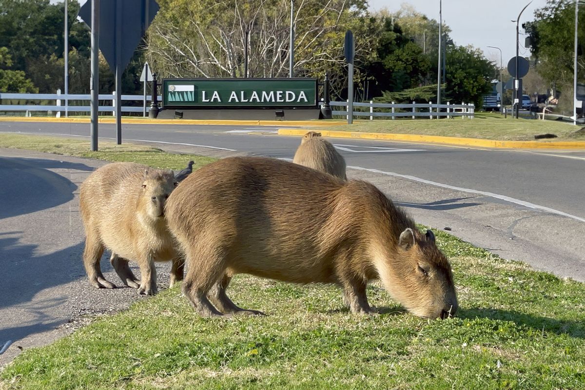 Capybaras eat grass next to a street in a gated community in Tigre, Buenos Aires province, on August 27, 2021. (MAGALI CERVANTES/AFP via Getty Images)