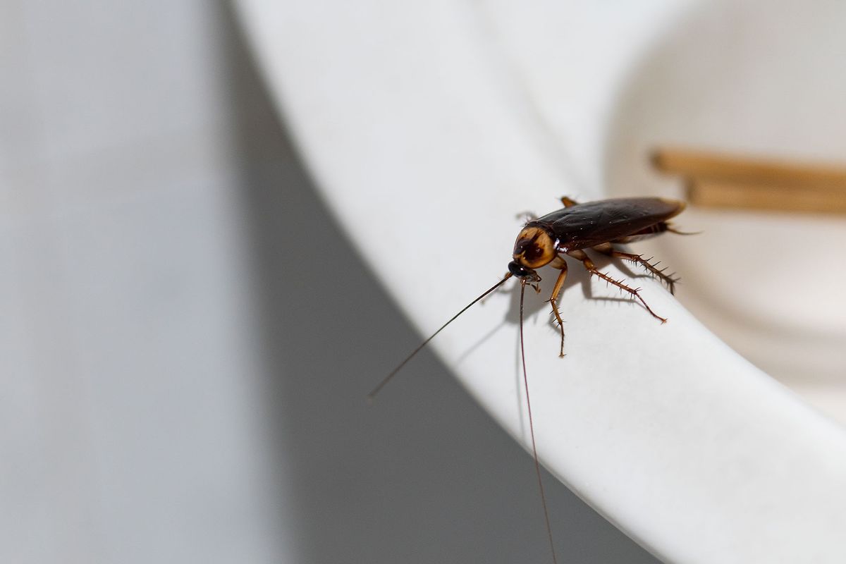 Cockroach in the bathroom sink (Getty Images/ArLawKa AungTun)