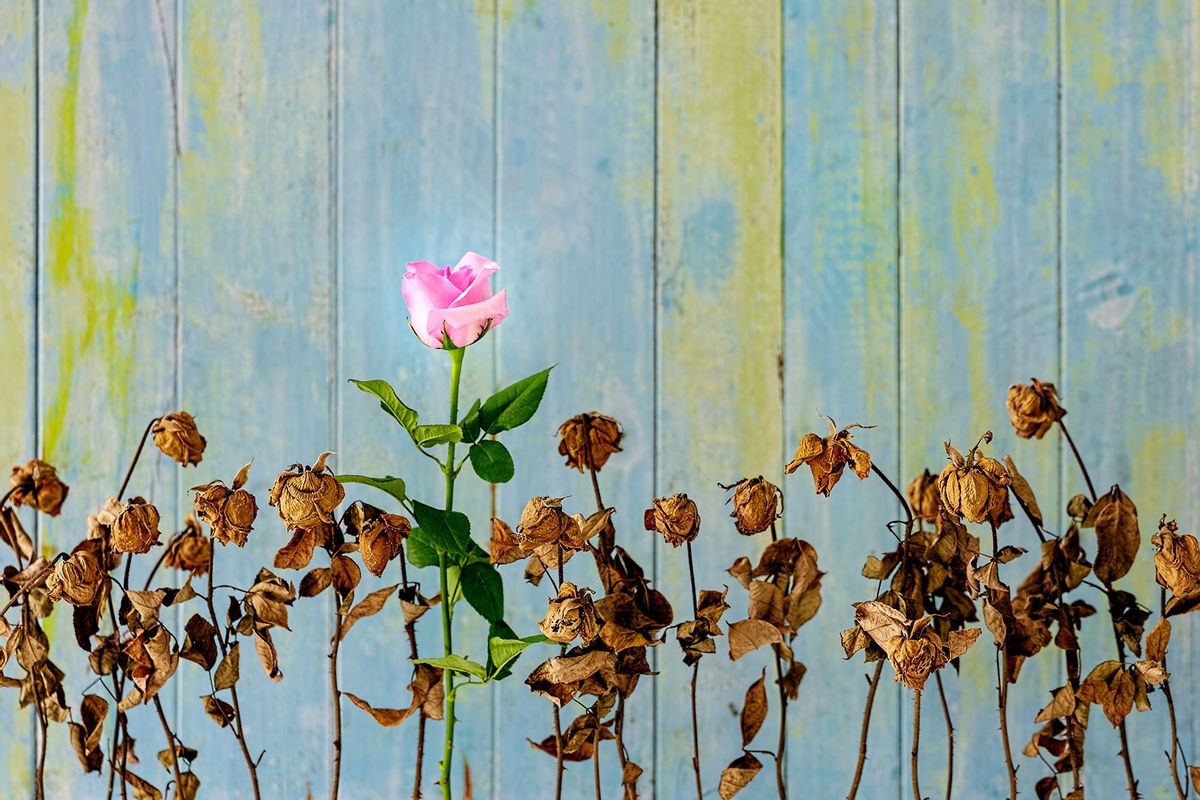 Healthy fresh blooming red rose among a row of other dried dead roses (Getty Images/enviromantic)