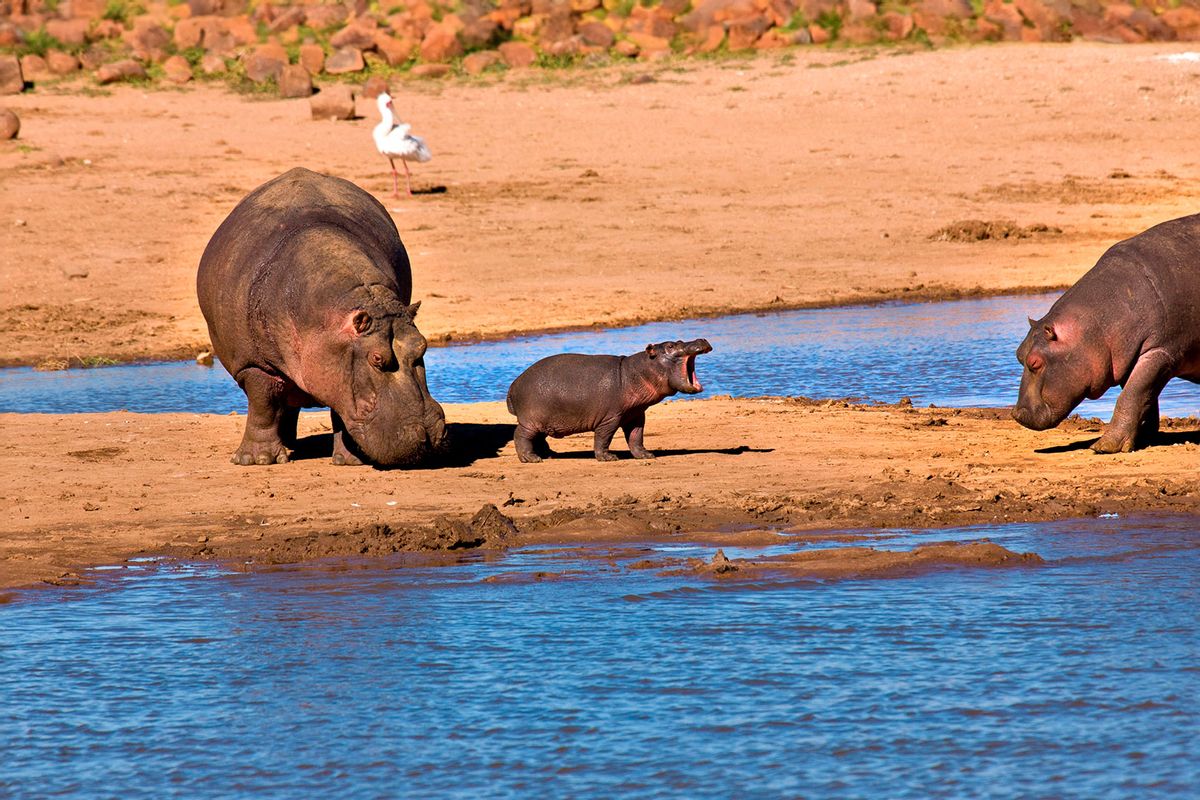 Two hippos with hippo calf on riverbed (Hoberman/Universal Images Group via Getty Images)