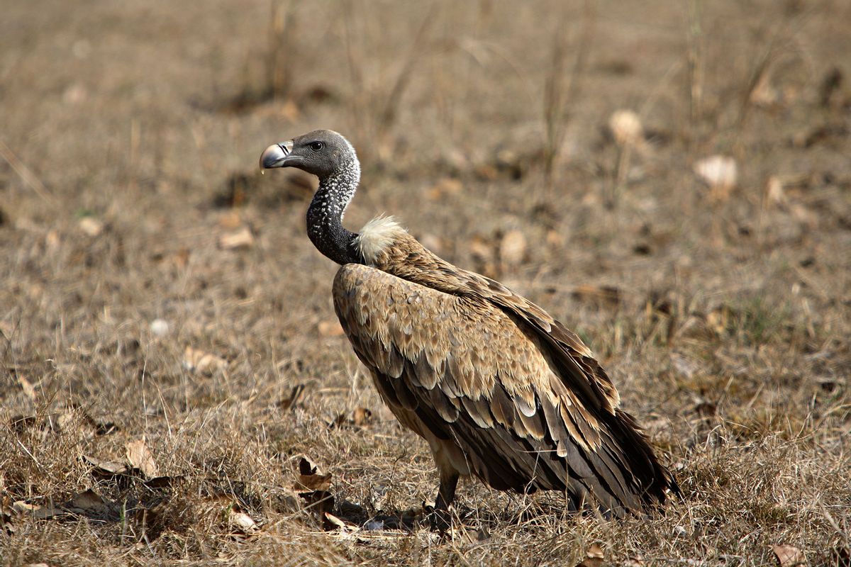 Long-billed Vulture (Gyps indicus) at Bandhavgarh National park, Madhya Pradesh, India (Getty Images/ePhotocorp)