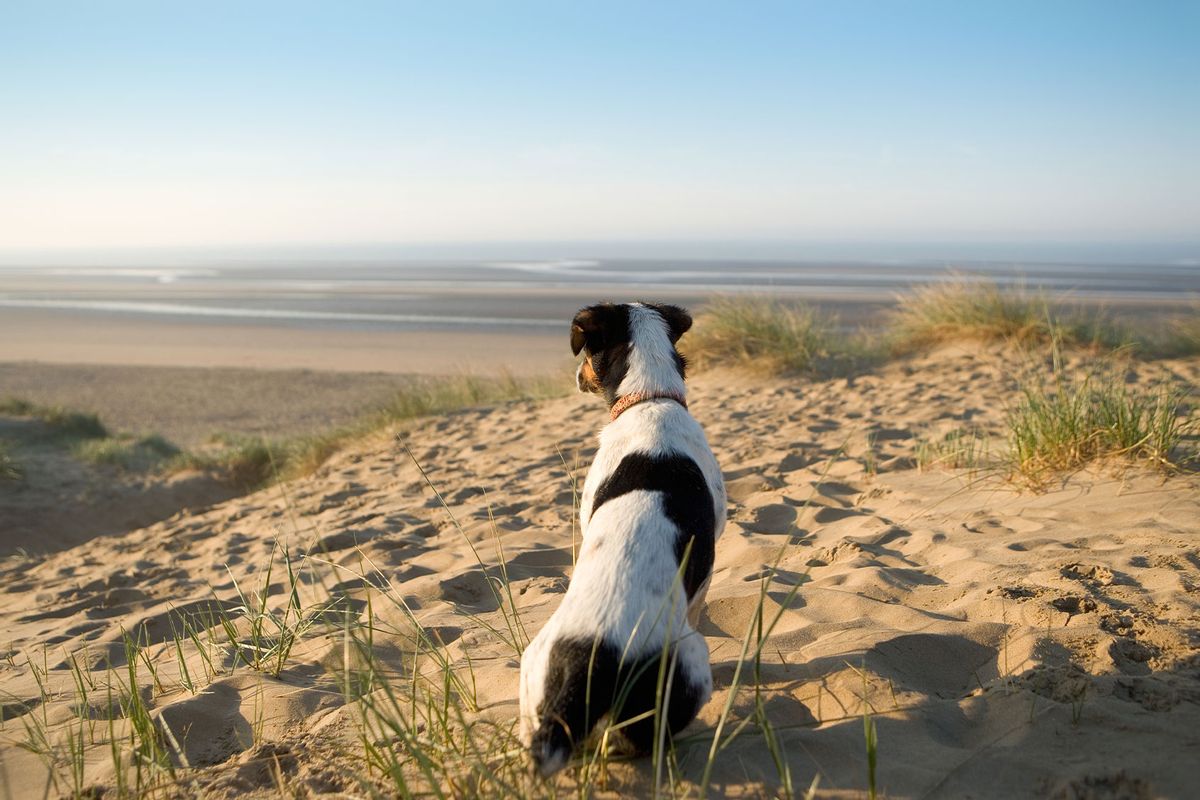 Jack Russell Terrier looking out over beach (Getty Images/Tim Platt)