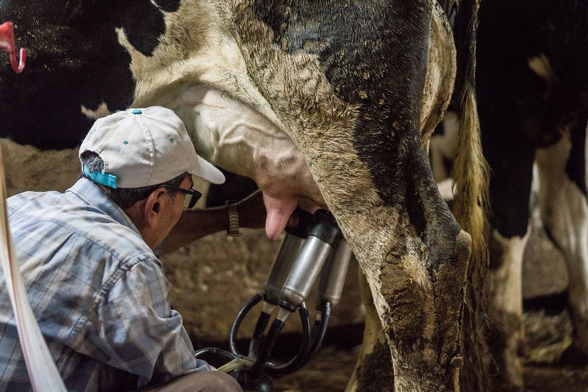 Man milking a cow (Getty Images/mgstudyo)