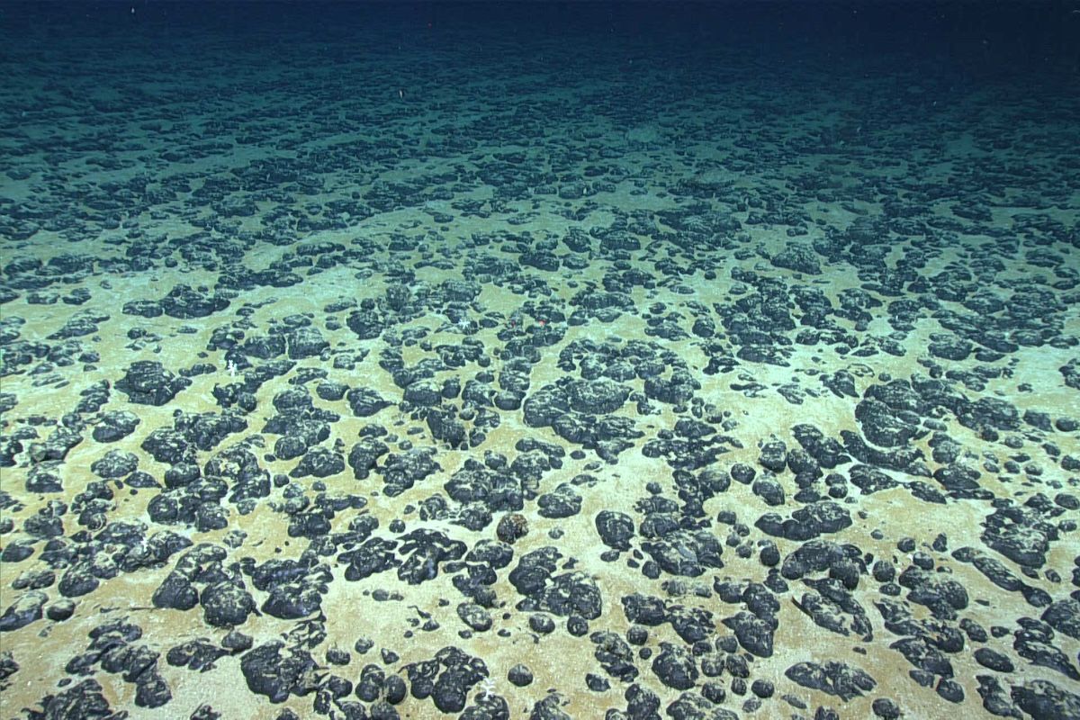 Most of the seafloor explored during Dive 07 of the 2019 Southeastern U.S. Deep-sea Exploration was covered with these manganese nodules, the subject of the Deep Sea Ventures pilot test nearly five decades ago.  (Image courtesy of the NOAA Office of Ocean Exploration and Research, 2019 Southeastern U.S. Deep-sea Exploration.)