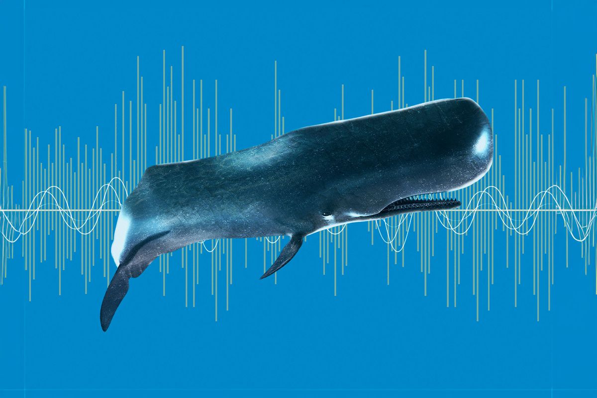 Sperm whale and sound-waves, illustration. (Getty Images/VICTOR HABBICK VISIONS/SCIENCE PHOTO LIBRARY)