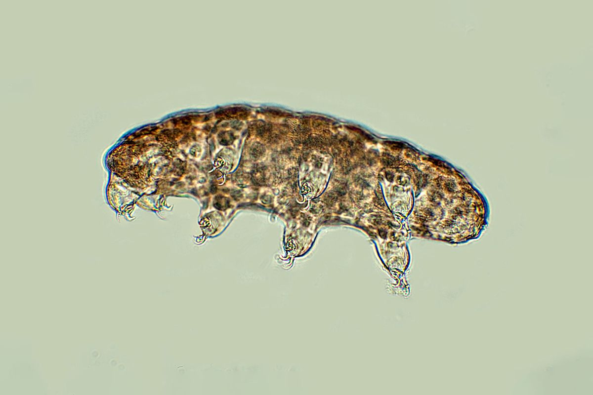 Water Bear, Phylum Tardigrade, showing all eight 8 legs, microscopic (Getty Images/Robert Pickett)