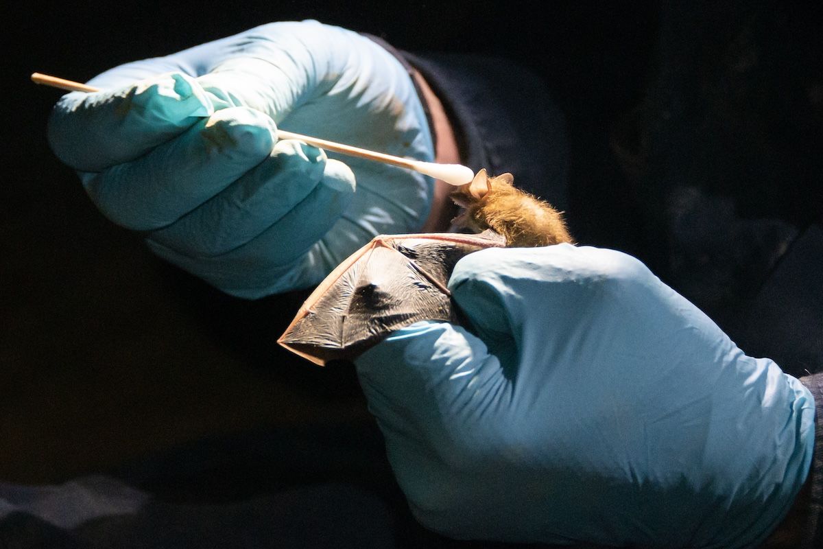 An Arnold Air Force Base team member swabs the muzzle of a tricolored bat in a cave near Arnold AFB, Tennessee, Dec. 5, 2022, to contribute to a study by Virginia Tech concerning the species and white-nose syndrome. WNS is named for a fungus that often looks like white fuzz on the muzzles of infected bats. Currently, there is not a cure for the disease.  ((U.S. Air Force photo by Jill Pickett))