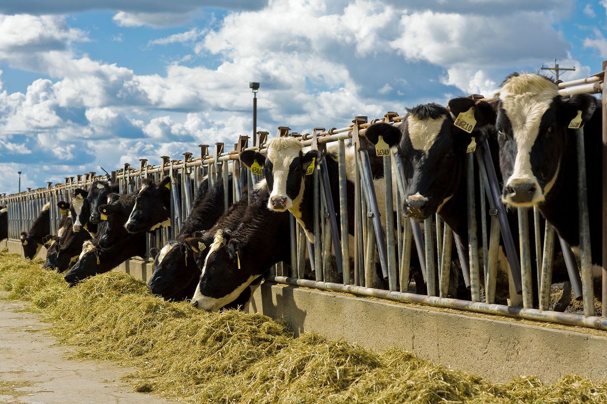 Holstein dairy cows feed on haylage at a dairy feedbunk/near Escalon, San Joaquin County, California, USA. (Bill & Brigitte Clough/Design Pics Editorial/Universal Images Group via Getty Images)