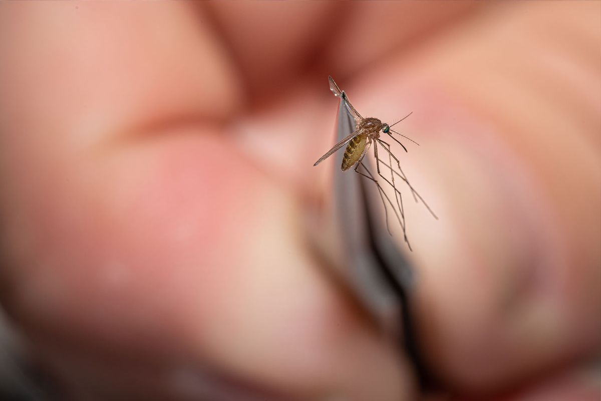 An environmental health specialist and entomologist for the Louisville Metro Department of Public Health and Wellness displays a mosquito collected earlier in the day on August 25, 2021 in Louisville, Kentucky. (Jon Cherry/Getty Images)