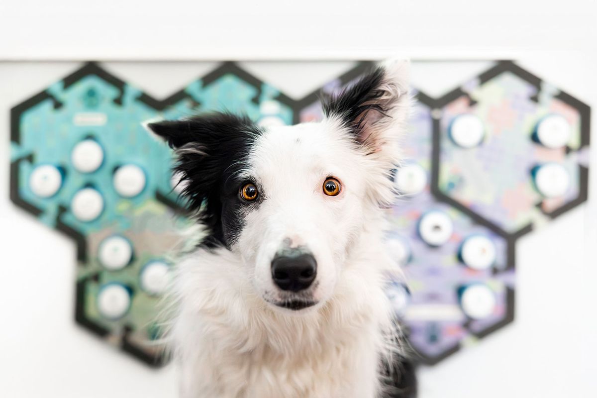 Rossano study Dog and Soundboard (Courtesy of Comparative Cognition Lab at UC San Diego/Photo by Patrick Wood)