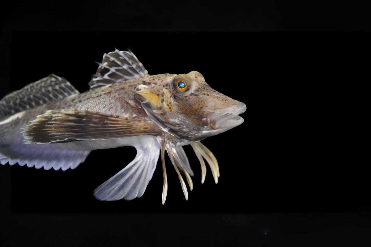 Sea robin (Prionotus carolinus) (Anik Grearson)