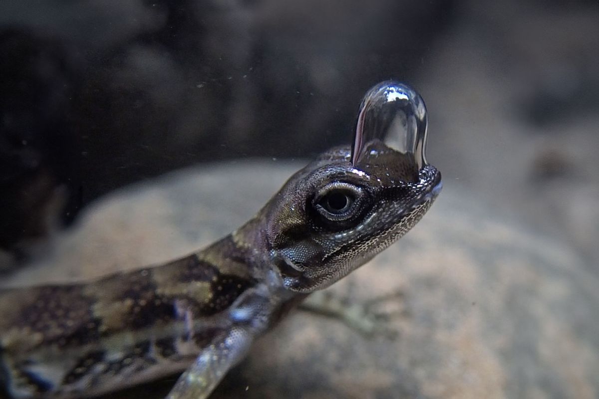 A species of semi-aquatic lizard produces a special bubble over its nostrils to breathe underwater. (Lindsey Swierk)