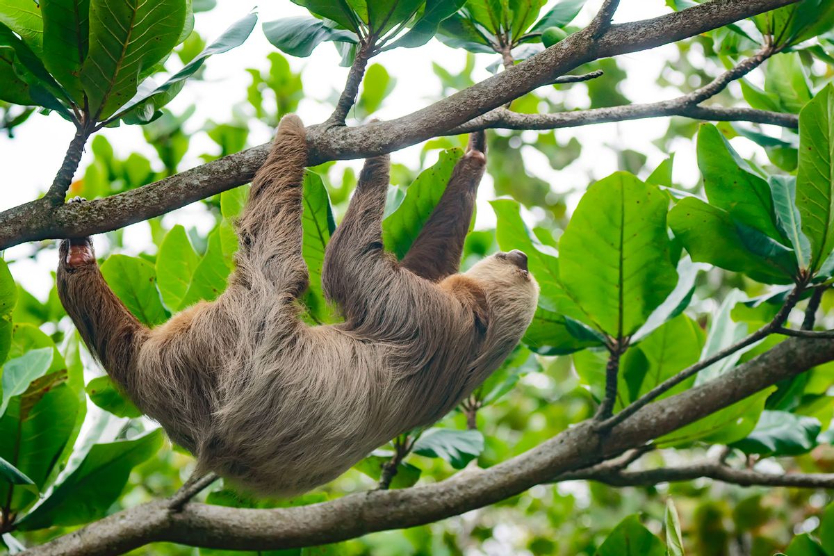 A two-toed sloth (choloepus hoffmanni), perched high atop a rainforest tree (Getty Images/Kryssia Campos)