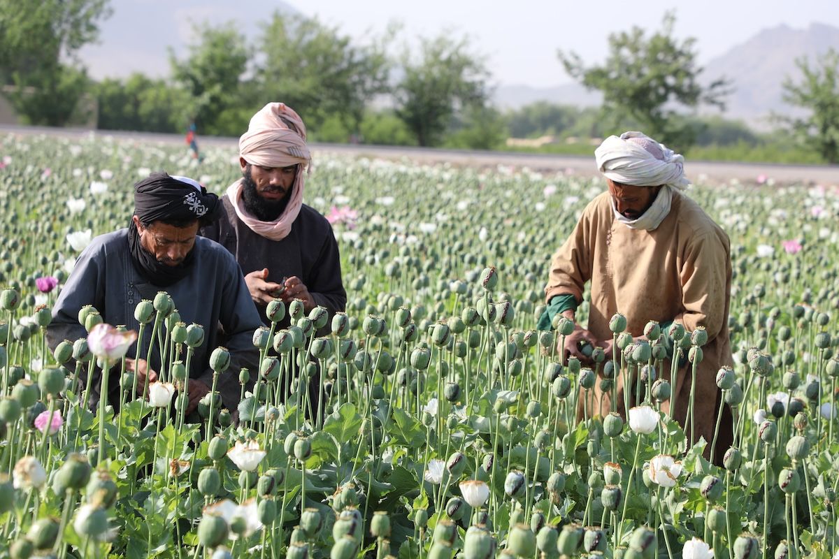 KANDAHAR, AFGHANISTAN - APRIL 06: Afghan workers work at poppy field in Kandahar, Afghanistan on April 06, 2022. Farmers demand an alternative for plantations after Taliban's ban on poppy cultivation.  (Photo by Sayed Khodaiberdi Sadat/Anadolu Agency via Getty Images)