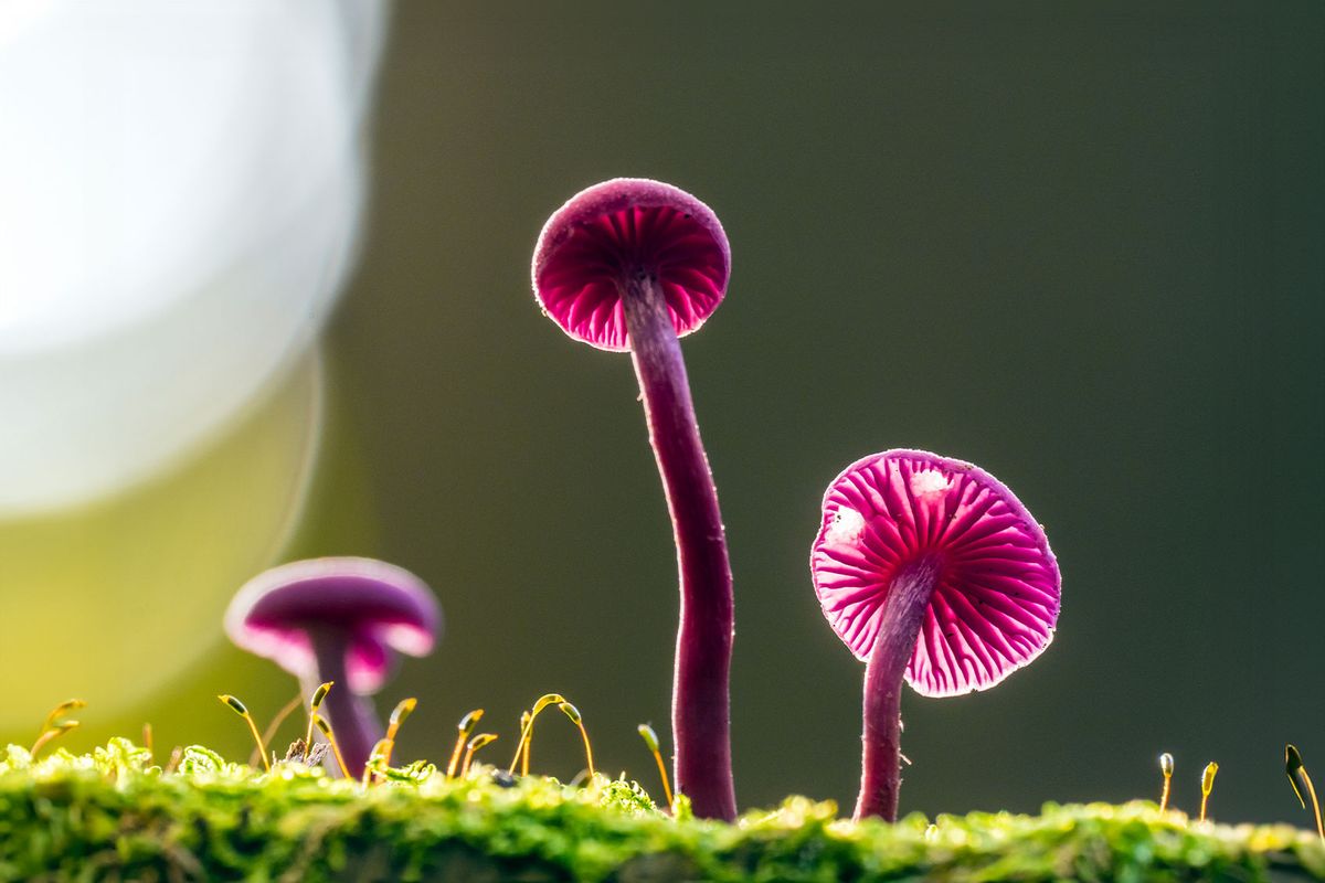 Amethyst Deceiver Mushrooms (Getty Images/efenzi)