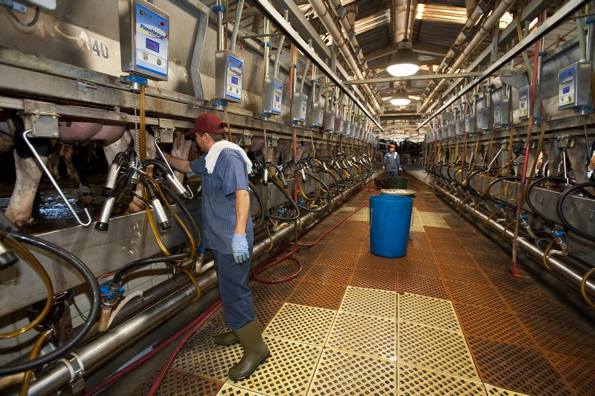 Workers perform milking operations in the interior of a dairy parlor at a large California dairy/San Joaquin Valley, California, USA. (Ed Young/Design Pics Editorial/Universal Images Group via Getty Images)