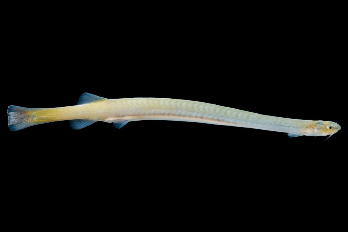 Candiru (Vandellia cirrhosa), also known as cañero, toothpick fish, or vampire fish, is a species of parasitic freshwater catfish in the family Trichomycteridae native to the Amazon Basin. (Jorge Garcia/VW PICS/Universal Images Group via Getty Images)