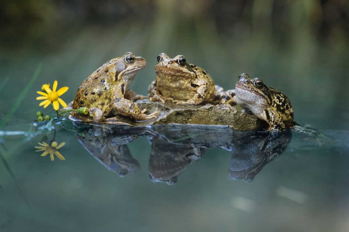 Frogs sitting on a rock (Getty Images/moodboard)