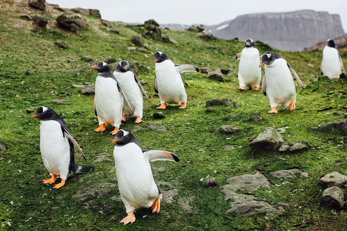 Gentoo penguins walking on grass (Getty Images/Michael Kai)