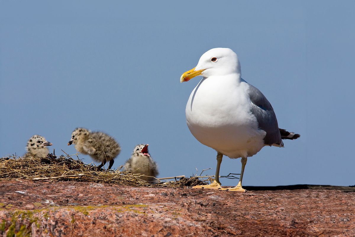 Herring Gull Larus argentatus with three chicks (Getty Images/aseppa)