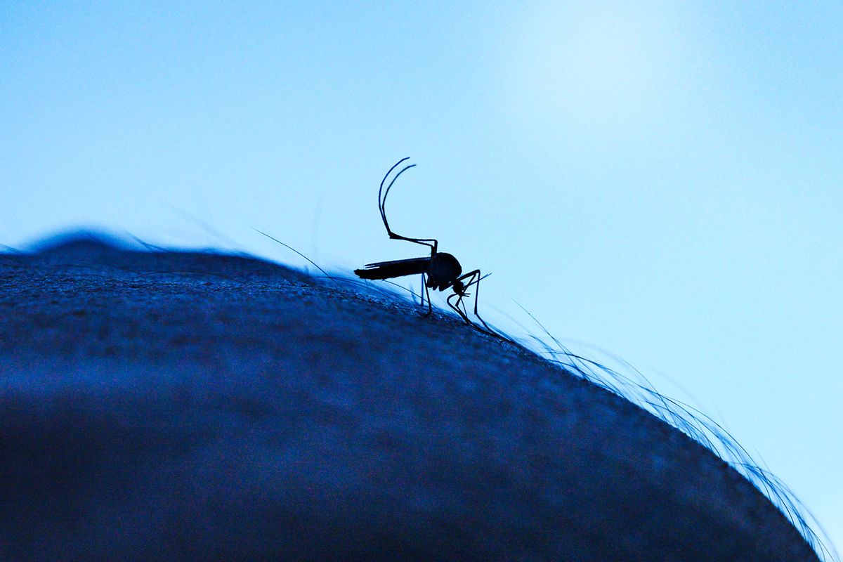 The Aedes mosquito is a known vector for several viruses, including West Nile virus, yellow fever virus, dengue virus, chikungunya virus, and Zika virus. (Soumyabrata Roy/NurPhoto via Getty Images)