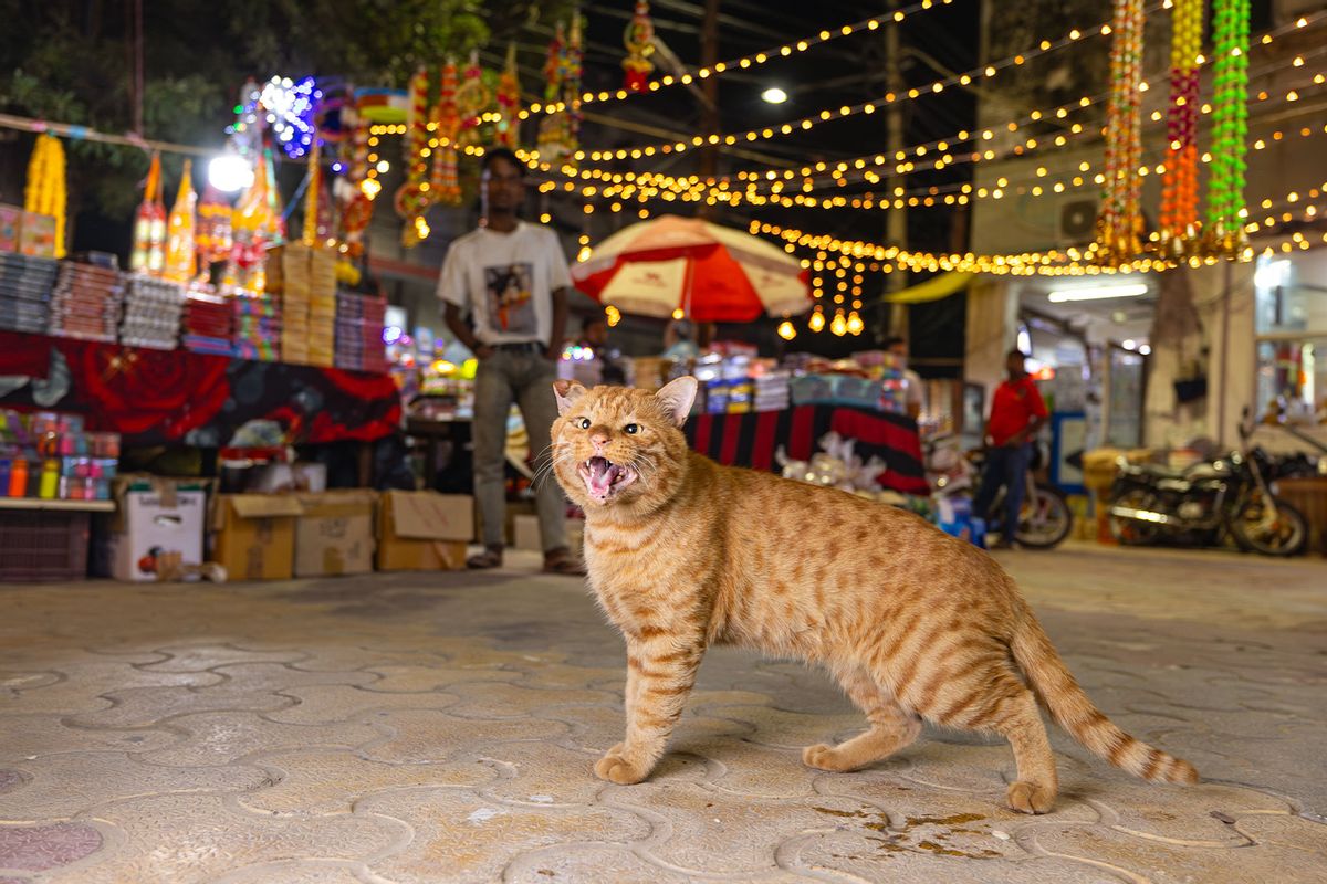 Orange cat in New Delhi (Andrew Marttila)