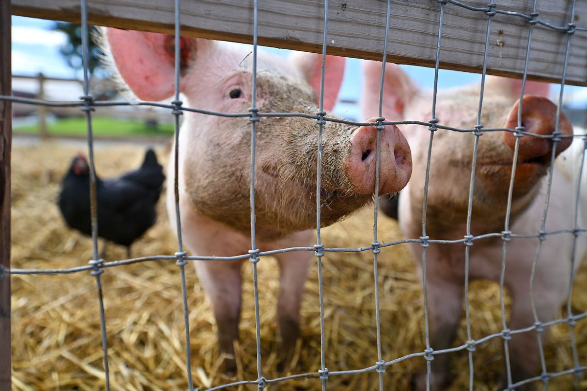 Pigs wait for food at the Burger's Farm Market in Drums, Pennsylvania. (Aimee Dilger/SOPA Images/LightRocket via Getty Images)