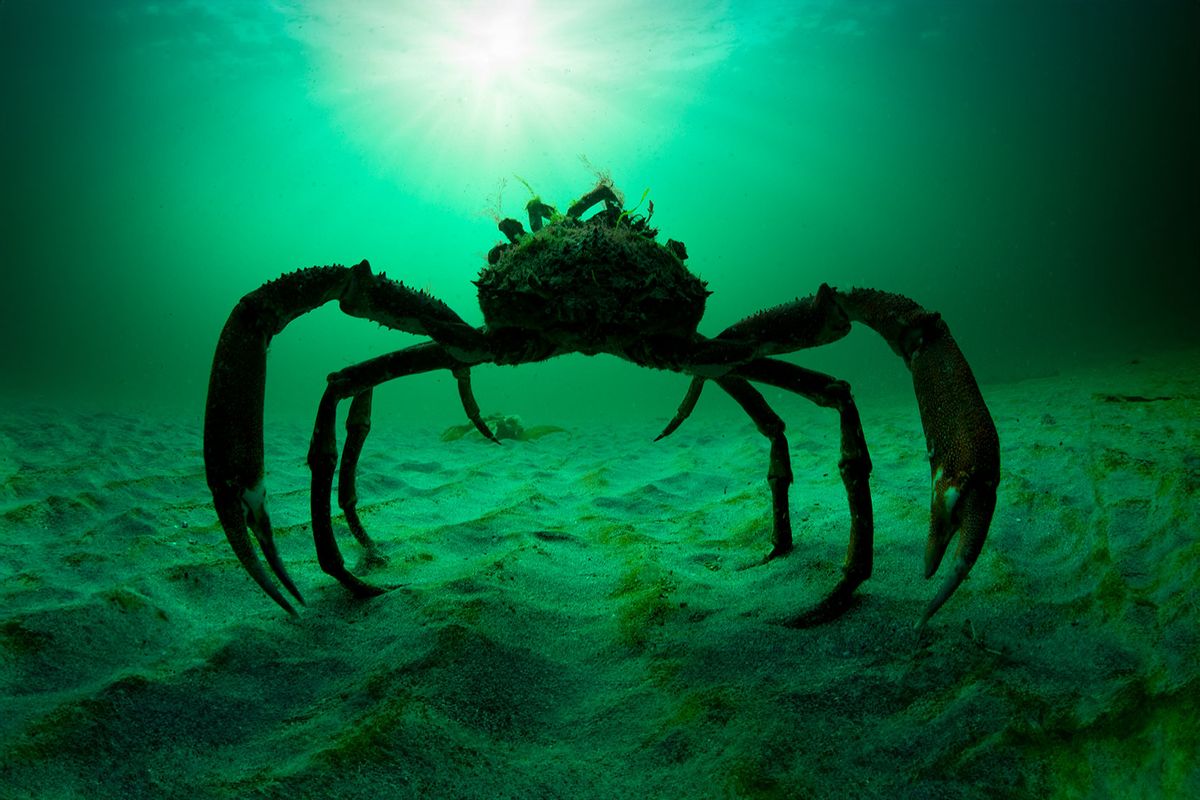 Spider Crab (Getty Images/George Karbus Photography)