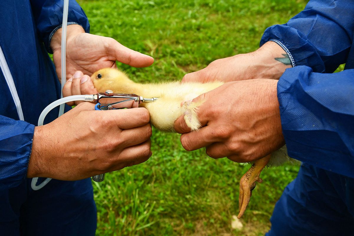 A duckling is vaccinated with Volvac vaccine against Influenza in a breeding in Renung, southwestern France, on July 1, 2024. (GAIZKA IROZ/AFP via Getty Images)
