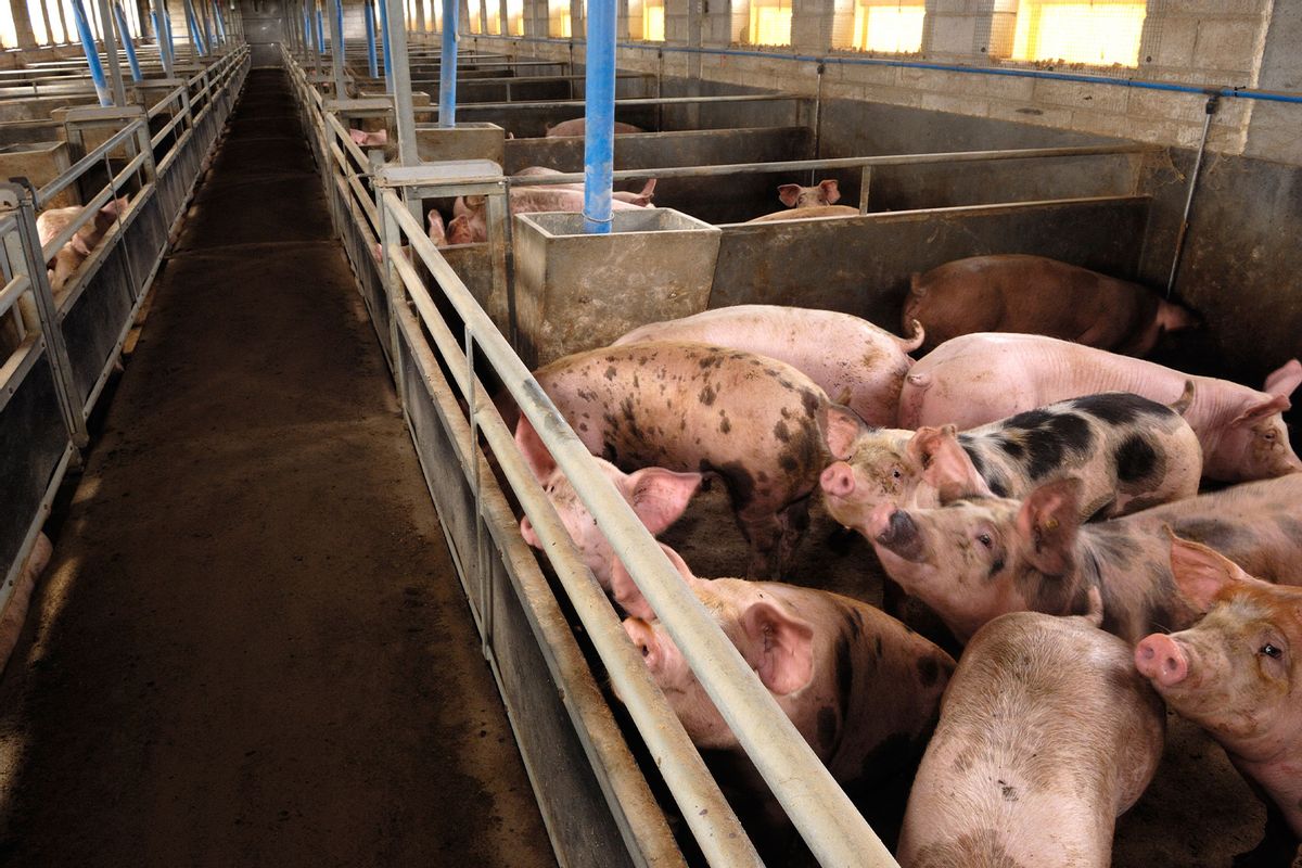 Pig Farm (Getty Images/curtoicurto)