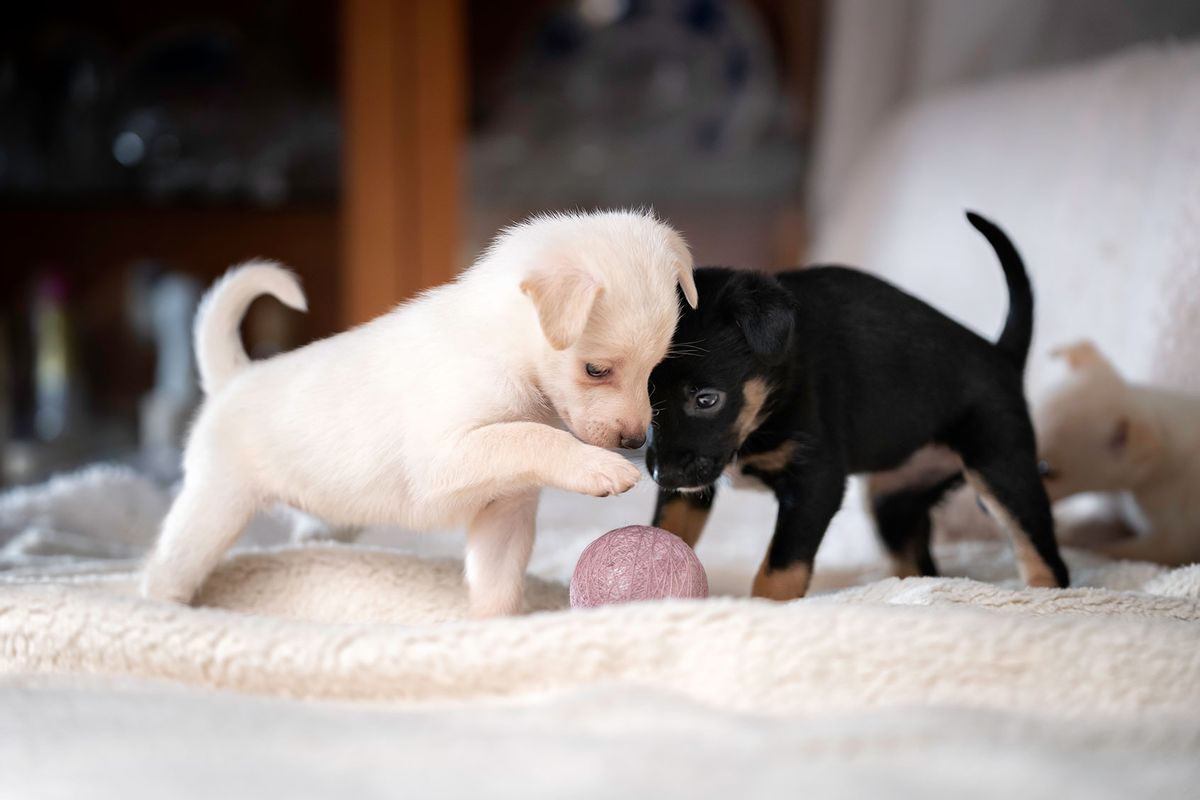 Two tiny puppies are playing with a ball (Getty Images/Anita Kot)