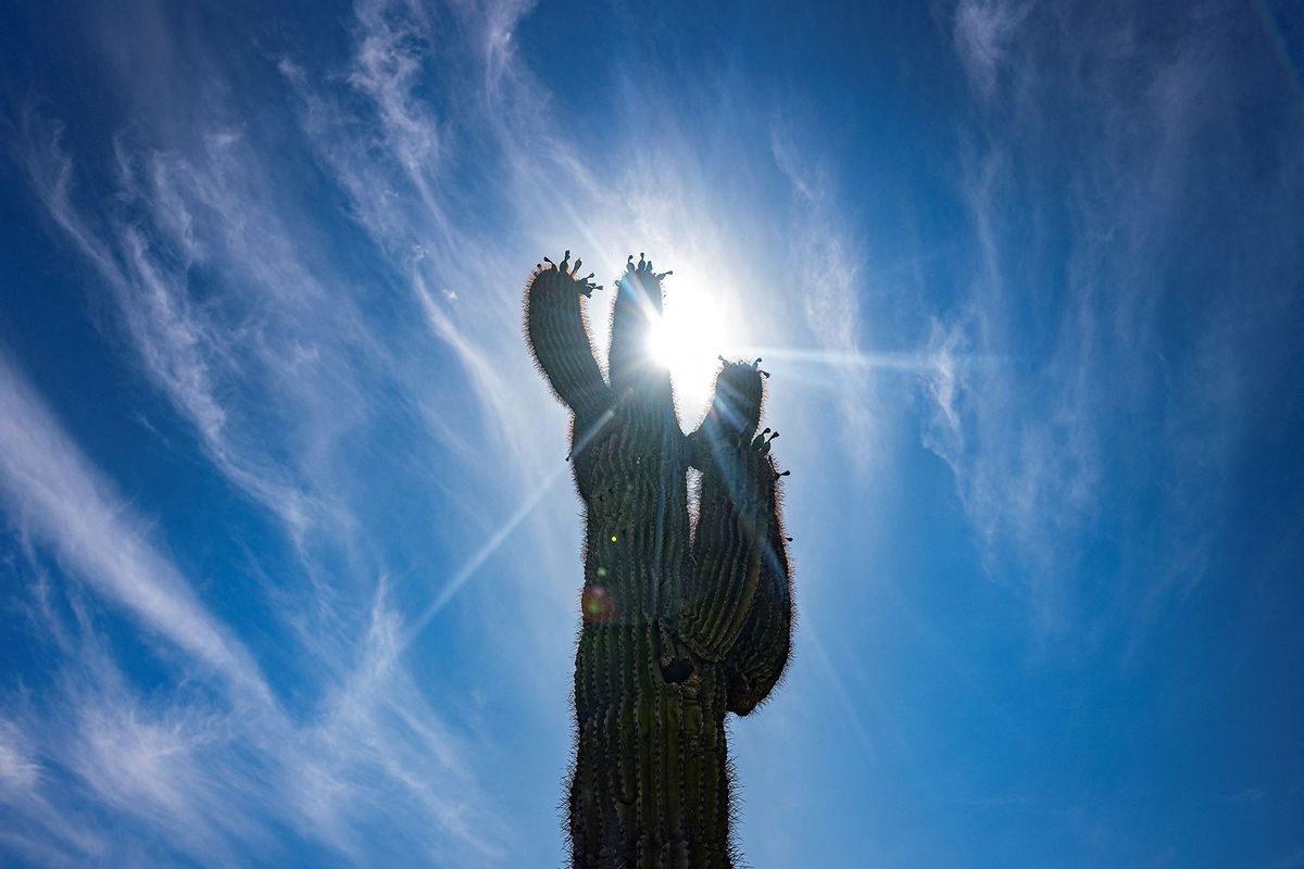 The sun shines through a saguaro cactus in Phoenix, Ariona, on June 7, 2024. Millions remain under heat alerts as Phoenix and Las Vegas break temperature records. (JIM WATSON/AFP via Getty Images)