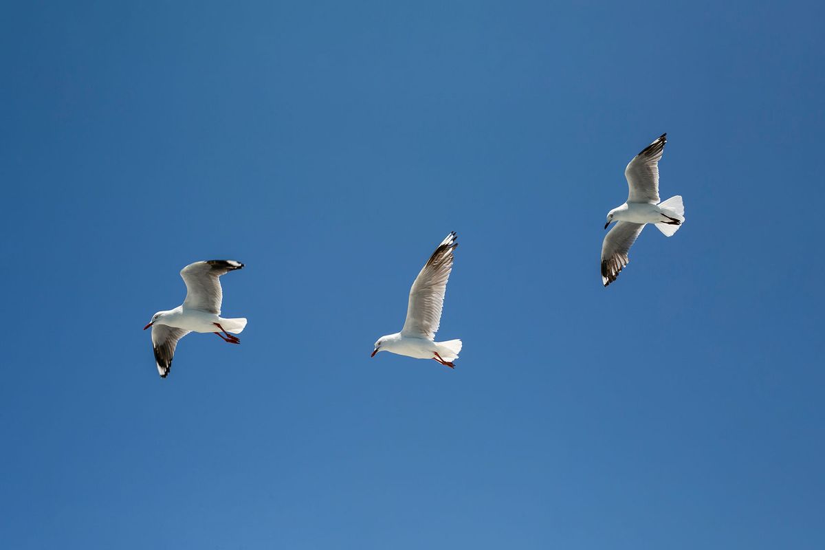 Group of seagulls in a clear sunny sky (Getty Images/Ivan)