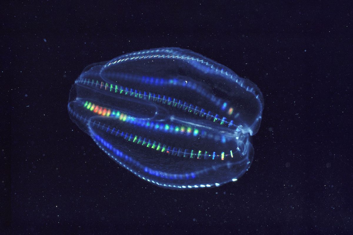 Warty Comb jellyfish (Mnemiopsis leidyi) (Getty Images/Oxford Scientific)