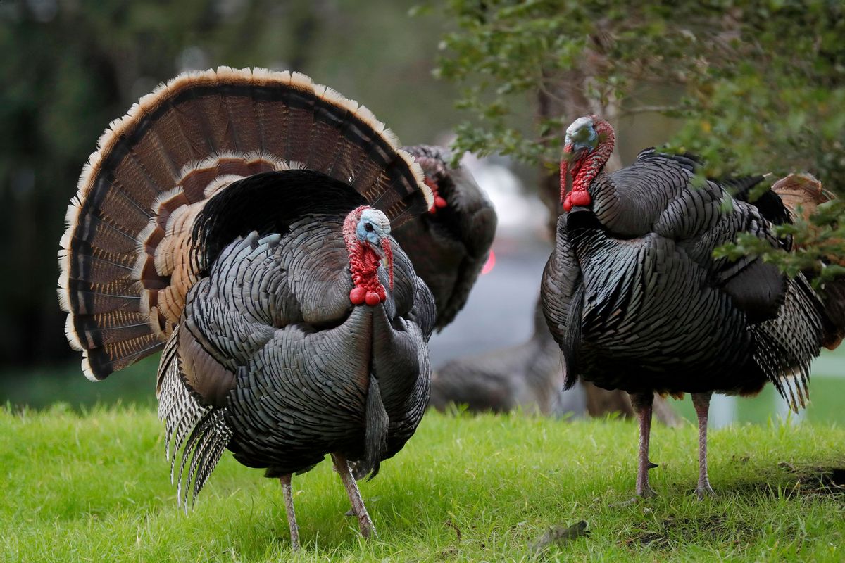 Wild turkeys are seen near the Berkeley Marina in Berkeley, Calif., on Wednesday, Jan. 5, 2021. (Jane Tyska/Digital First Media/East Bay Times via Getty Images)