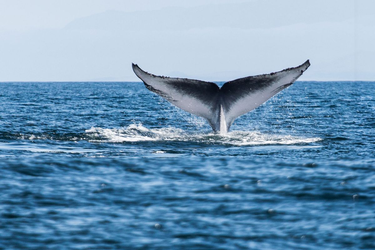 ue whale (Balaenoptera musculus) tail fluke exposed on dive. (Getty Images/Michael Mike L. Baird)