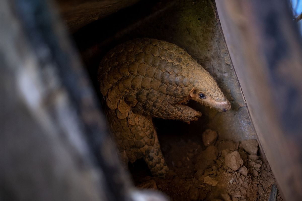 A Chinese pangolin is seen reaching out to the keeper at Save Vietnam's Wildlife rescue center on June 22, 2020 in Cuc Phuong National Park, Ninh Binh Province, Vietnam. (Linh Pham/Getty Images)