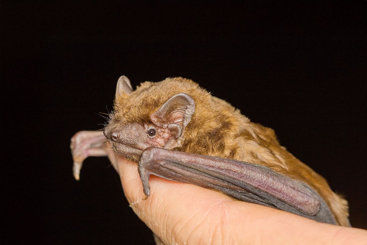 Bats “surf” on storms, find out about reveals