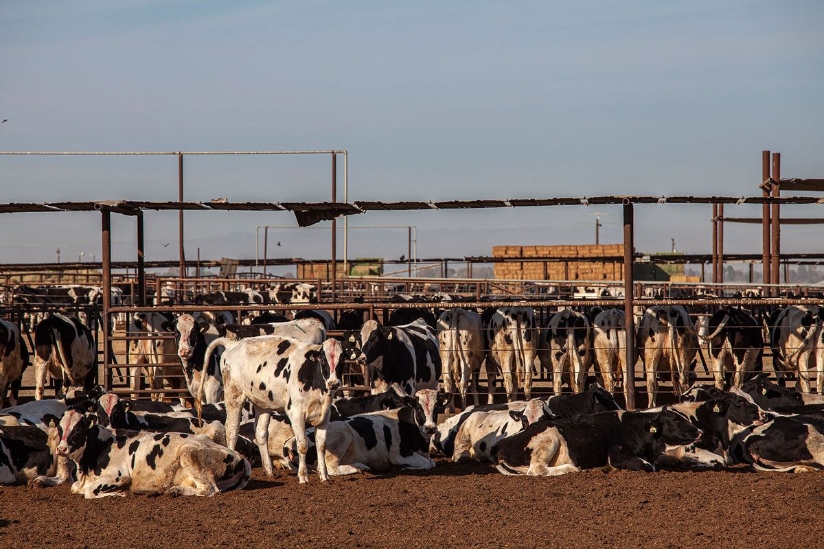 Livestock outside of Bakersfield, Kern County, California, USA. (Citizen of the Planet/UCG/Universal Images Group via Getty Images)