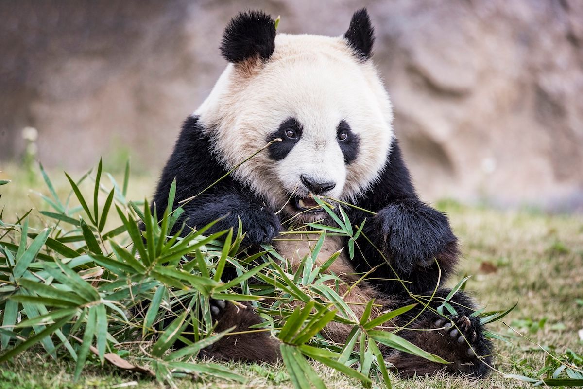 Giant panda bear eating bamboo  (owngarden / Getty Images)