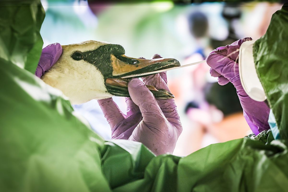 A vet takes a sample from the mouth of a swan during an animal disease exercise. (Christoph Reichwein/picture alliance via Getty Images)