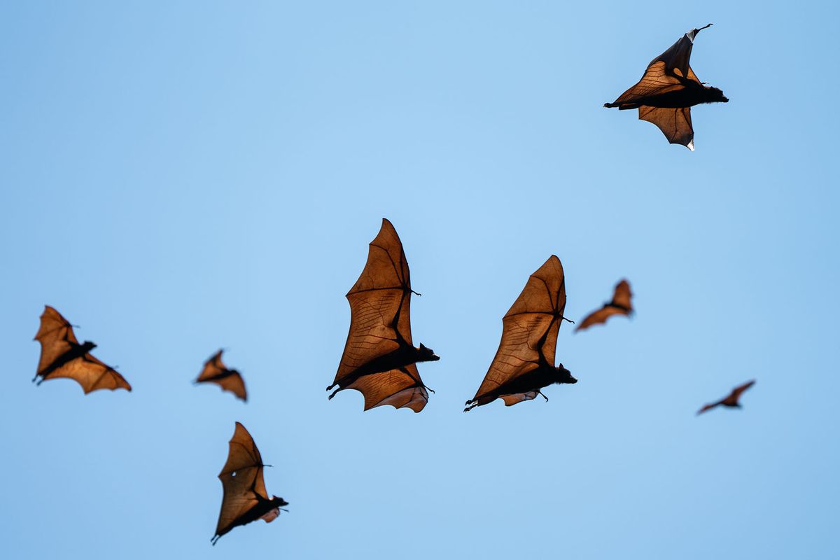 Flying foxes flying in the sky at 17 island marine park in Riung, Flores, Indonesia. (Getty Images/Bruno Guerreiro)