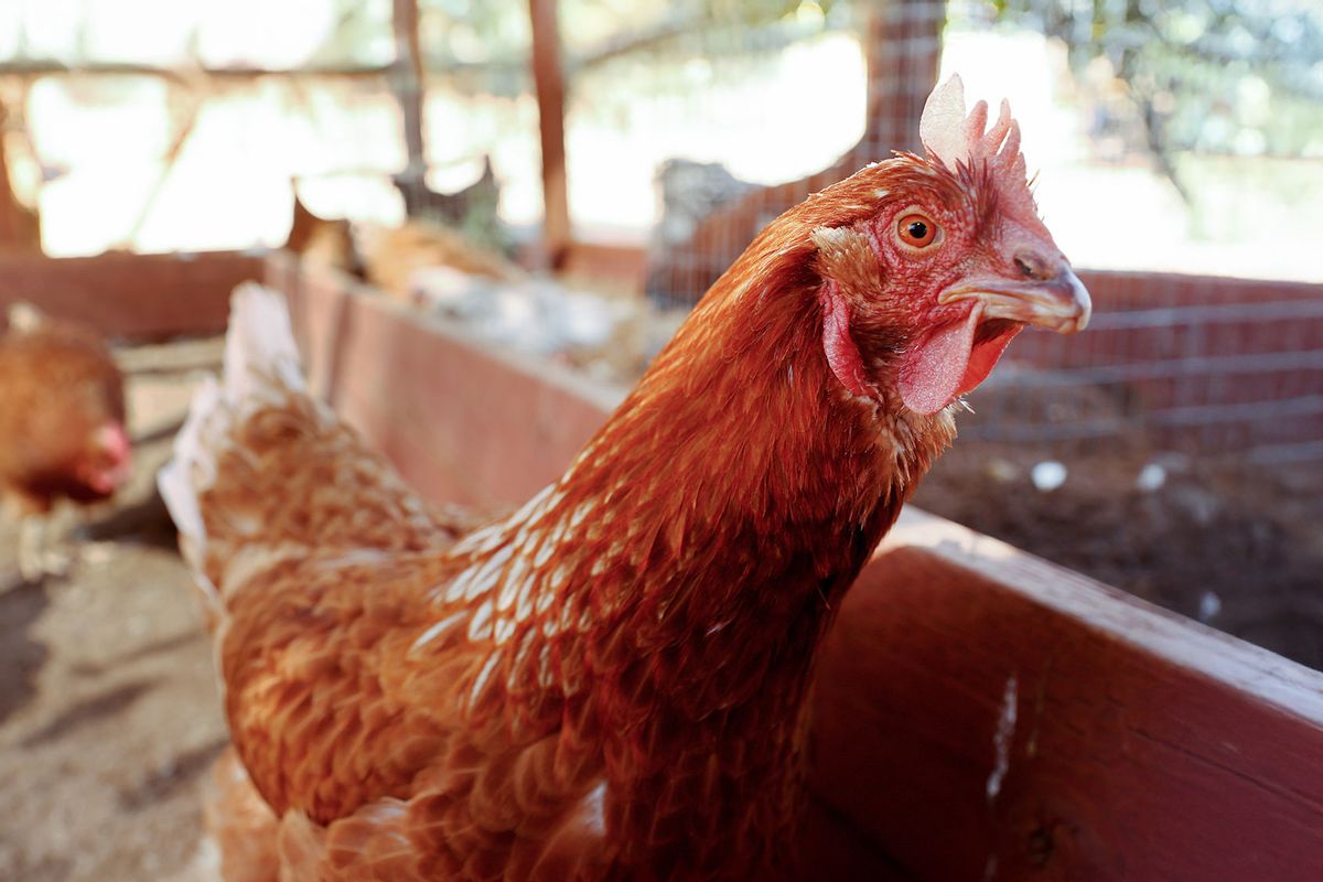 Rescued chickens gather in an aviary at Farm Sanctuary’s Southern California Sanctuary on October 5, 2022 in Acton, California. (Mario Tama/Getty Images)