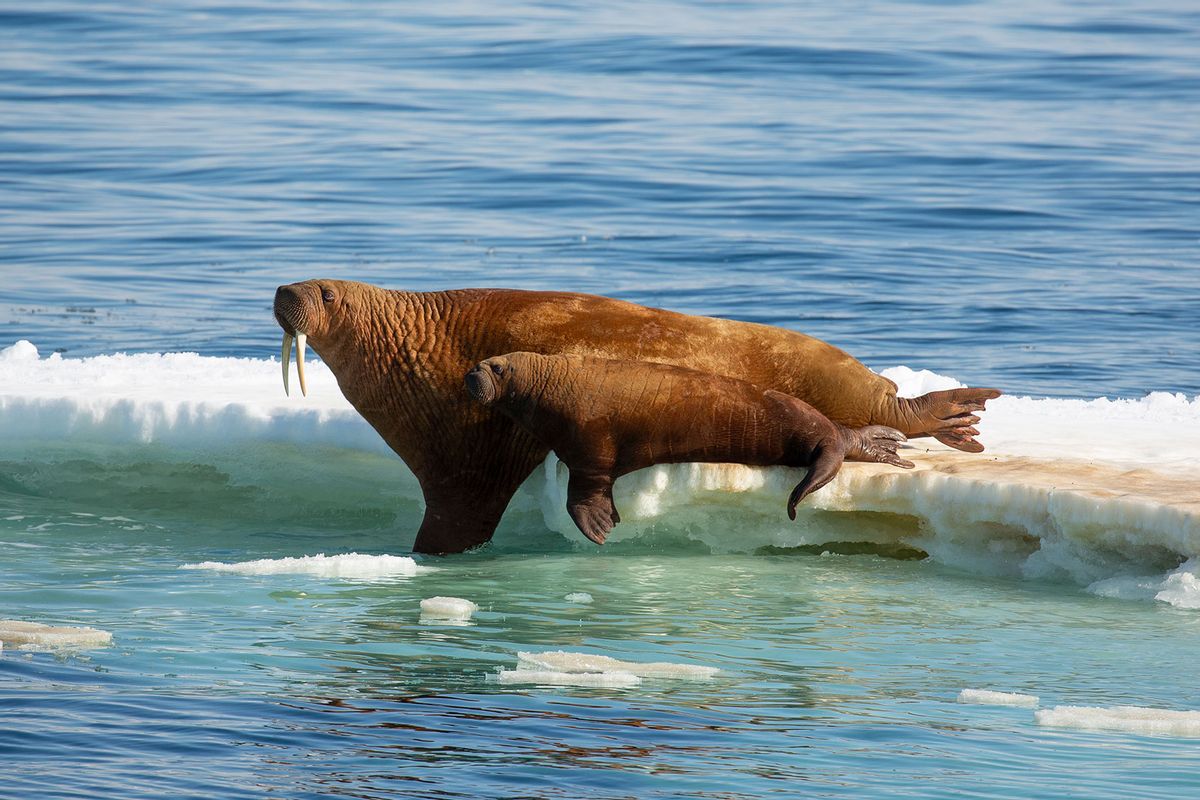 Walruses are threatened by climate change. The internet is trying to help save them